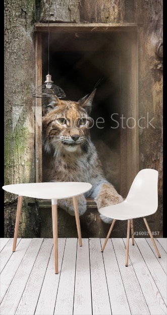 Picture of Eurasian lynx Lynx lynx